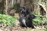 PETIT CHIEN LION 297
